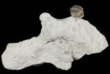Rare, Ceraurinus icarus Trilobite - Quebec #164446-5